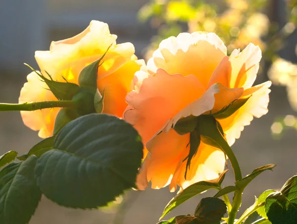 Schöne Duftende Rosenblüte Und Bokeh Einem Sonnigen Warmen Tag — Stockfoto