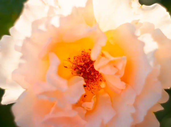Beautiful Fragrant Rose Flower Bokeh Sunny Warm Day — Stock fotografie