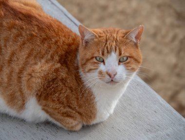 Kızıl saçlı bir Yunan kedisi Yunanistan 'da güneşleniyor
