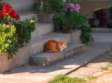 Yunanistan 'da güneşlenen rahat turuncu kedi 