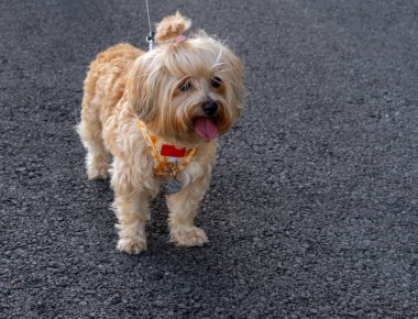 Türün köpeği, Rus renkli bir köpek.