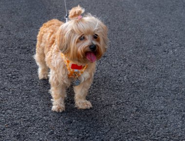 Türün köpeği, Rus renkli bir köpek.