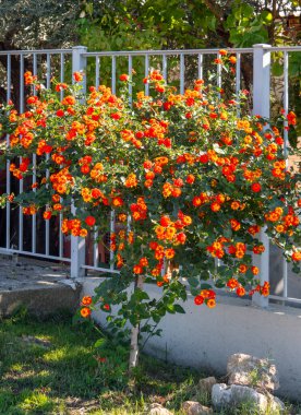 Yunanistan 'da bir bahçede güzel bir çalılık