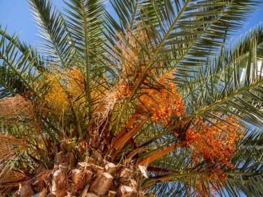 Yunanistan 'da meyveli hurma Phoenix dactylifera