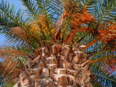 Yunanistan 'da meyveli hurma Phoenix dactylifera