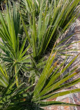 Washingtonia filifera Palm, güneşli bir günde Yunanistan 'dan ayrılıyor