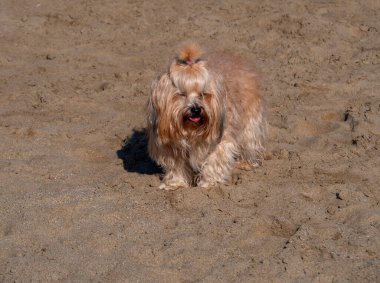 Türünün köpeği, Korfu adasındaki bir Rus köpeğiydi.
