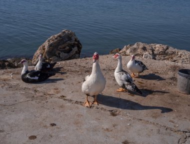 Yunanistan 'ın Korfu adasındaki Panagia Vlacherna Manastırı' ndaki manastır çiftliğinden ördekler ve hindiler