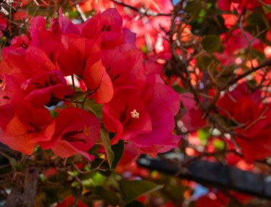 Yunanistan 'da Sunny Garden' da canlı kırmızı Bougainvillea Çiçekleri