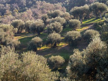 Yunanistan 'ın Korfu adasındaki dağlarda zeytin bahçeleri