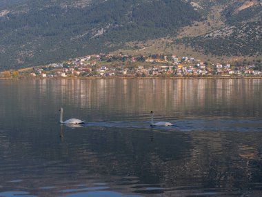 Yunanistan 'ın Ioannina kentinde bir sonbahar gününde Pamvotida gölünde iki kuğu yüzüyor