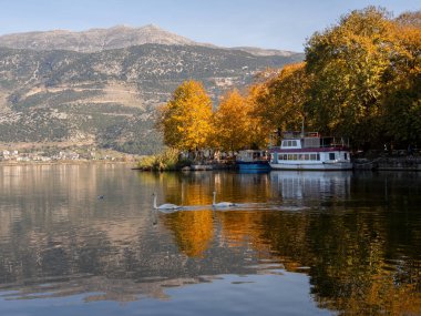 Yunanistan 'ın Ioannina kentinde bir sonbahar gününde Pamvotida gölünde iki kuğu yüzüyor