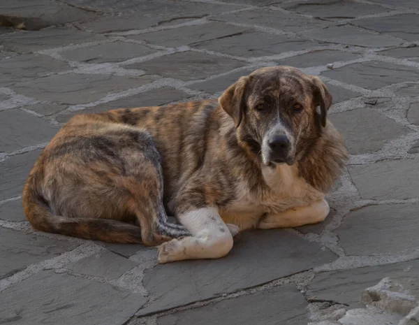 Yunanistan 'ın Epirus kentindeki Mikro Papingo köyünde Sunset' te köpek.