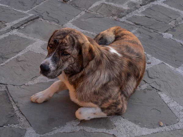 Yunanistan 'ın Epirus kentindeki Mikro Papingo köyünde Sunset' te köpek.