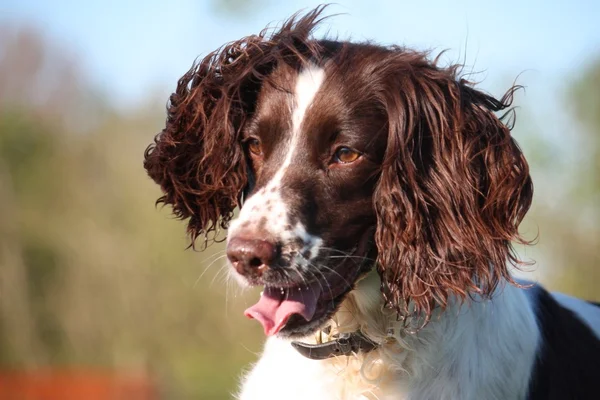 English springer spaniel pet gundog with big ears — стоковое фото