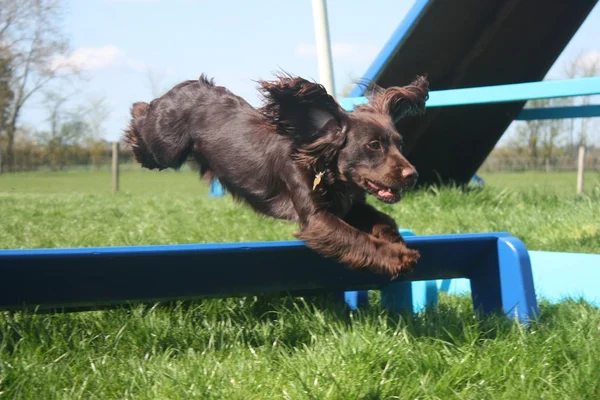 Tipo di lavoro cocker spaniel cane da compagnia facendo agilità — Foto Stock