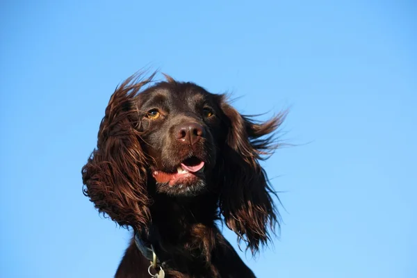 Hígado de color de trabajo tipo cocker spaniel mascota pistolero — Foto de Stock