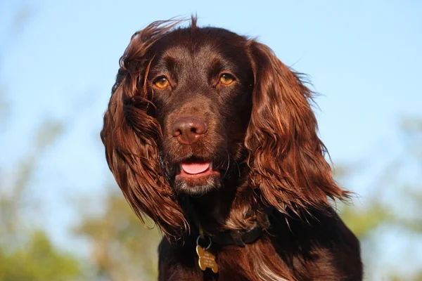 Lever gekleurd werken type cocker spaniel huisdier jachthond — Stockfoto