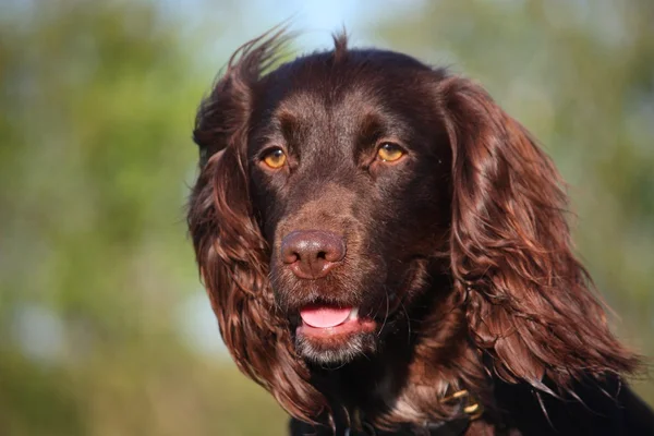 Levern färgade arbetande typ cocker spaniel sällskapsdjur jakthund — Stockfoto