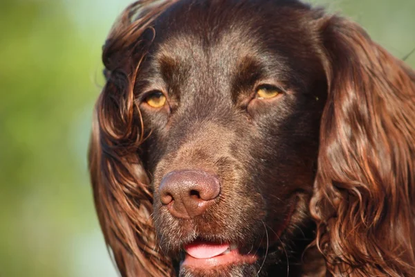 Hígado de color de trabajo tipo cocker spaniel mascota pistolero —  Fotos de Stock