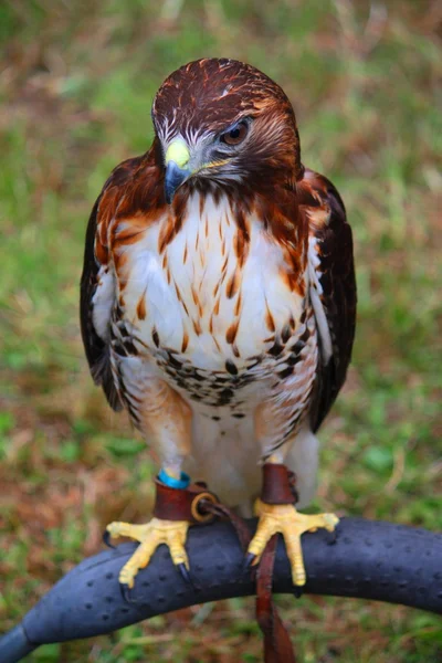 Un magnifique faucon aux pieds jaunes — Photo