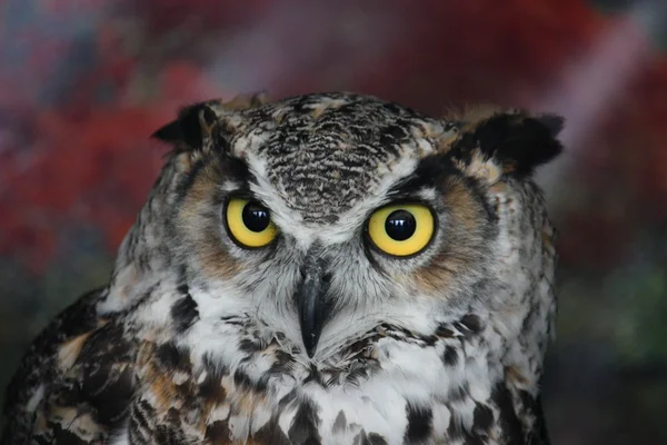 A magnificent eagle owl — Stock Photo, Image