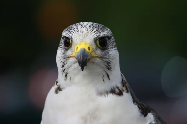 Um belo pássaro raptor branco do falcão ártico — Fotografia de Stock