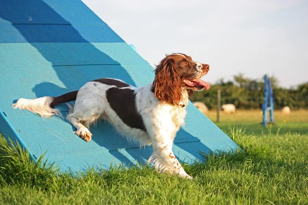 A cute liver and white working type english springer spaniel pet — Stock Photo, Image