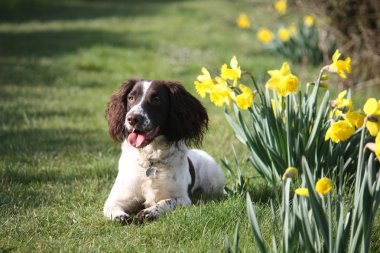 liver and white working type english springer spaniel pet gundog clipart