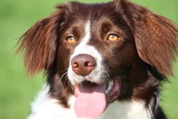 非常可爱的肝脏和白色的科利杂交弹力猎犬宠物狗 — 图库照片