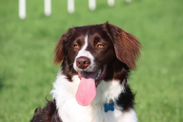 Very cute liver and white collie cross springer spaniel pet dog — Stock Photo, Image