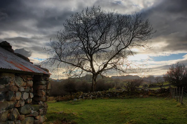 Un albero contro un'arca grigia cielo lunatico in snowdonia — Foto Stock