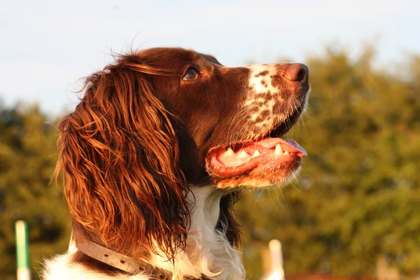 A very cute liver and white working type english springer spanie — Stock Photo, Image