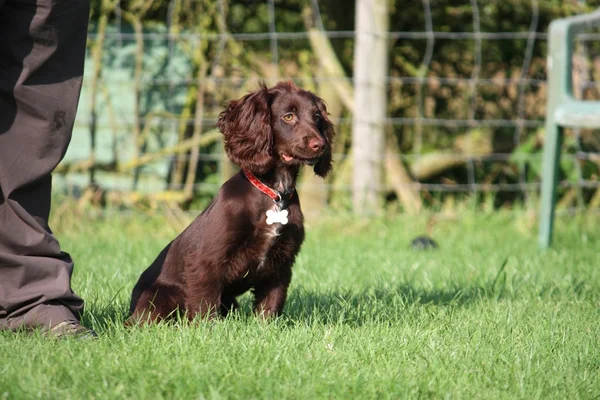 Very cute young small chocolate liver working type cocker spanie — Stock Photo, Image