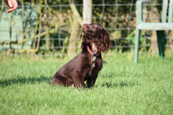 Muito bonito jovem pequeno chocolate fígado trabalhando tipo cocker spanie — Fotografia de Stock