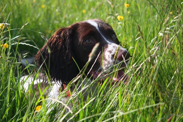 A very cute liver and white working type english springer spanie — Stock Photo, Image