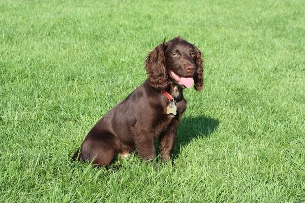 Very cute young small chocolate liver working type cocker spanie — Stock Photo, Image