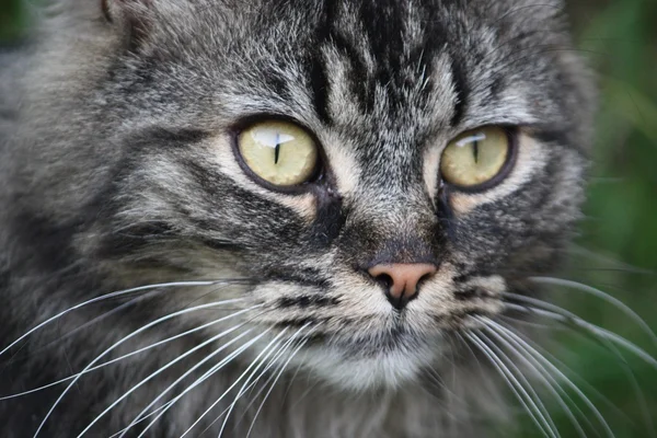 Una gattina molto carina dai capelli lunghi marrone e nero tabby con lunga — Foto Stock