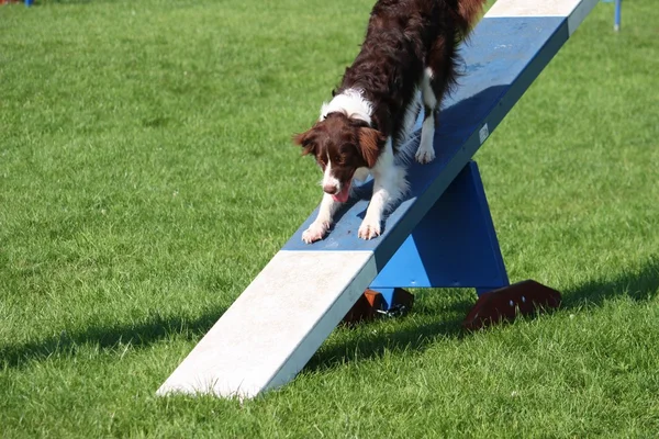 Ein sehr süßer Springer Cross Collie Hund auf Agilitätsgeräten — Stockfoto