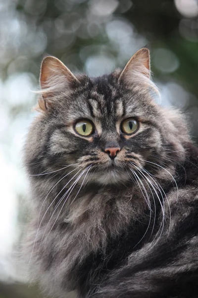 Una gattina molto carina dai capelli lunghi marrone e nero tabby con lunga — Foto Stock