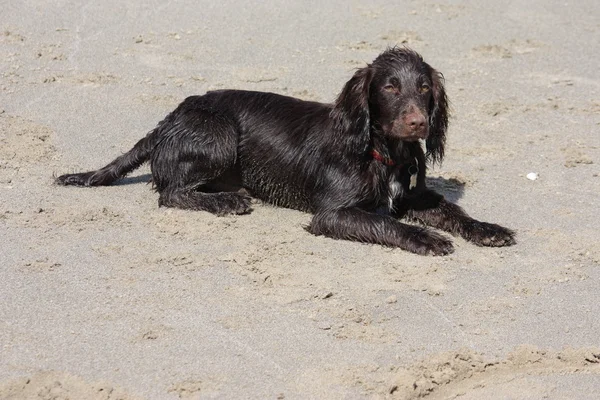 Een bruine werken type cocker spaniel puppy liggend op een zandstrand — Stockfoto