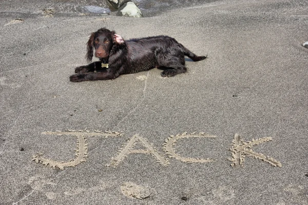 Un tipo di lavoro marrone cocker spaniel cucciolo sdraiato su una spiaggia di sabbia — Foto Stock