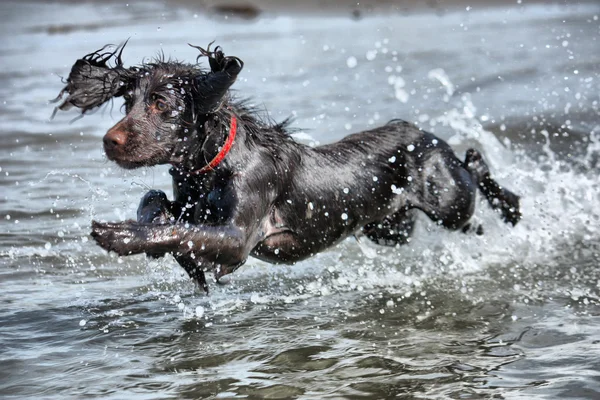 A wet young brown working type cocker spaniel puppy leaping into — Stock Photo, Image