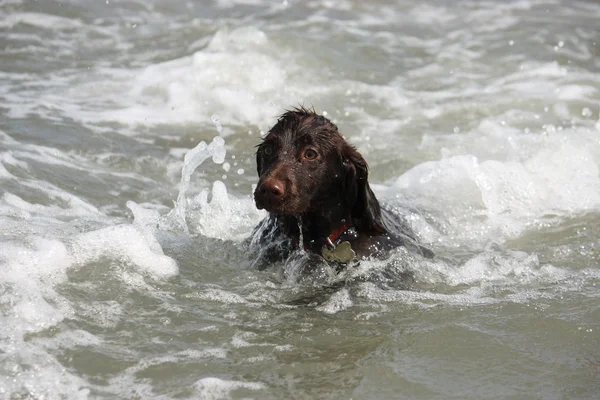 Mokry młody brązowe pracy typu szczeniak cocker spaniel skacząc do — Zdjęcie stockowe