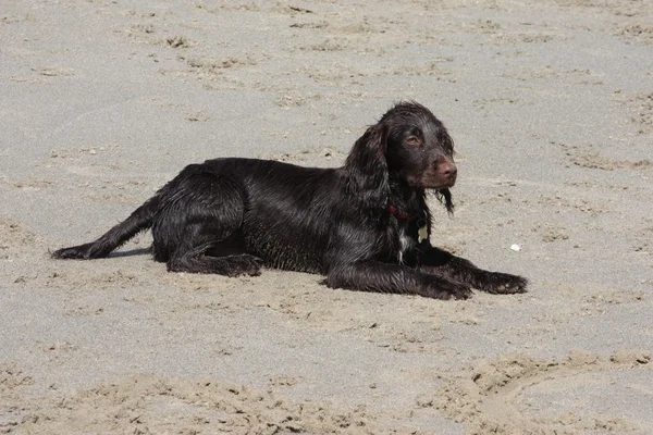 Un tipo di lavoro marrone cocker spaniel cucciolo sdraiato su una spiaggia di sabbia — Foto Stock