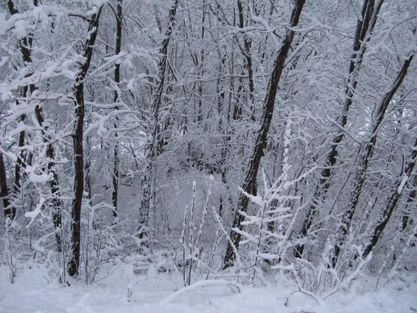 Árboles cubiertos de nieve en invierno — Foto de Stock