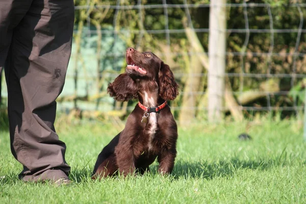 Very cute young small chocolate liver working type cocker spanie — Stock Photo, Image