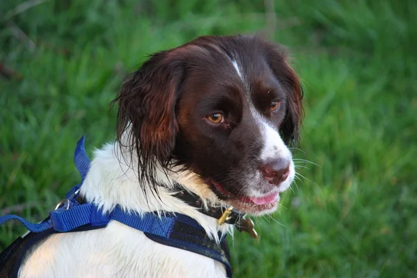 Een zeer leuke lever en wit type Engelse springer spanie werken — Stockfoto