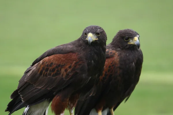 Zwei Greifvögel warten auf die Jagd — Stockfoto