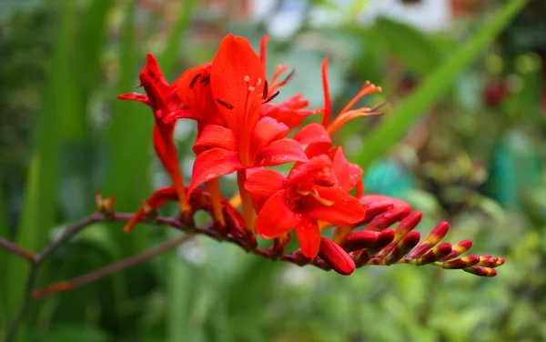 Bela planta de floração vermelha em um jardim — Fotografia de Stock